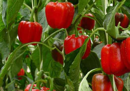 La contratación de seguros agrarios marca un nuevo máximo en 2025