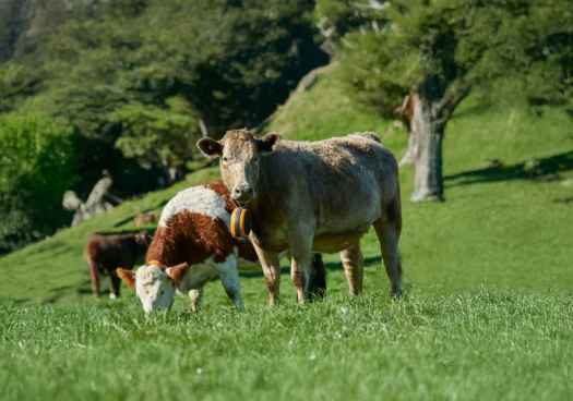 Castilla y León organiza primer webinar en España sobre vallado virtual para ganado 