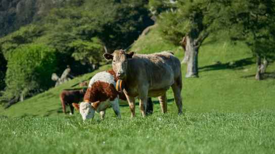 Castilla y León organiza primer webinar en España sobre vallado virtual para ganado 