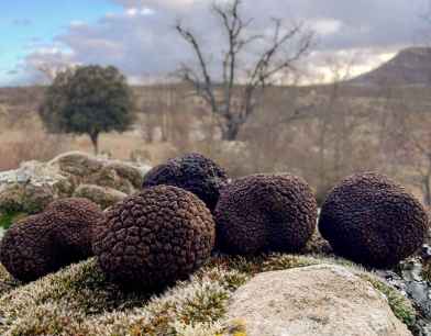 El Trufforum viaja por primera vez a Tokio para difundir cultura de la trufa negra