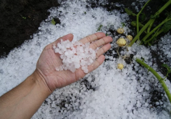 La siniestralidad del seguro agrario crece un 15 por ciento en 2025