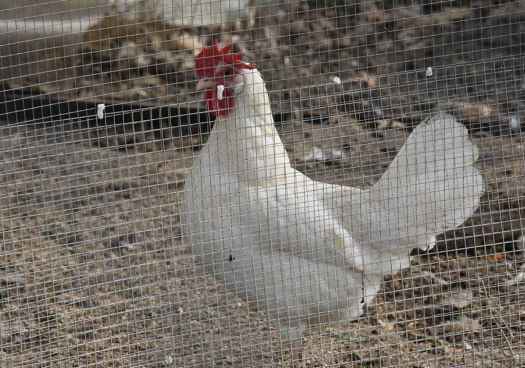 El precio de los huevos sigue por las nubes en España