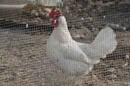 El precio de los huevos sigue por las nubes en España