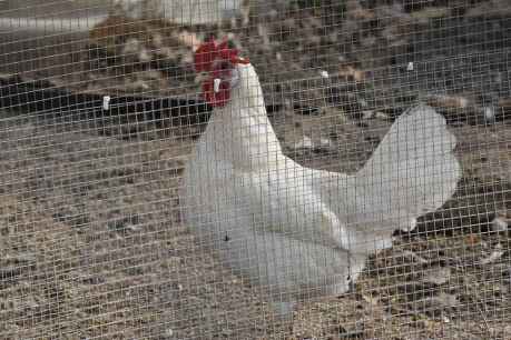 El precio de los huevos sigue por las nubes en España