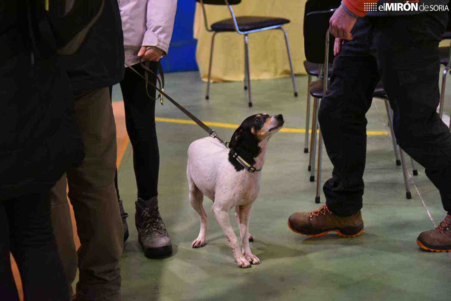 ATRUSORIA impulsa en Soria formación especializada para adiestramiento del perro trufero