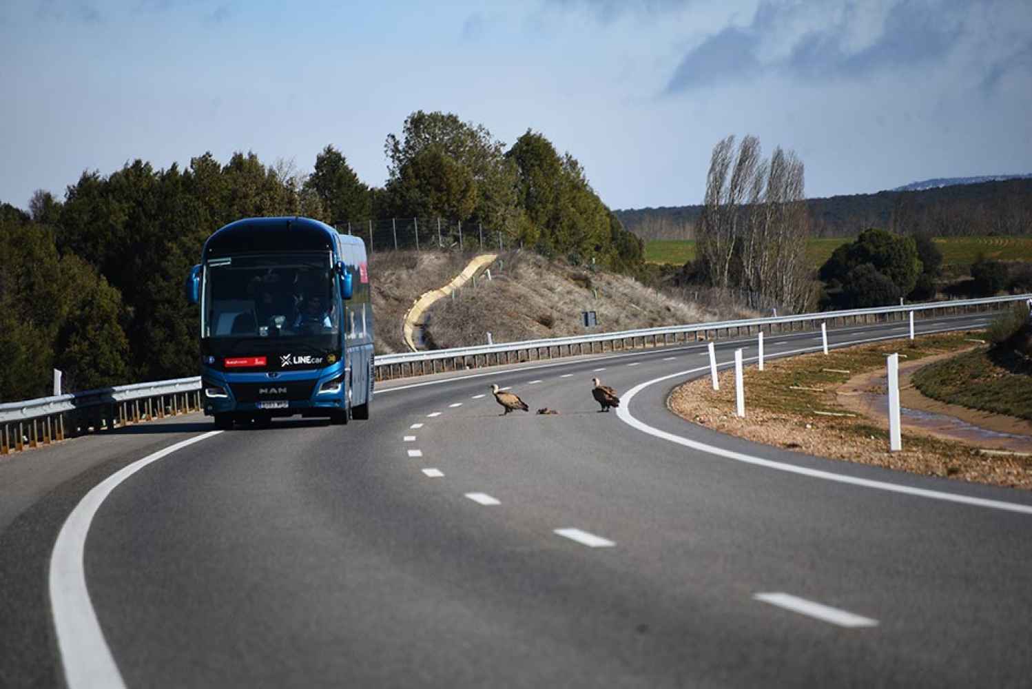 Dos buitres buscan comida en la autovía del Duero soriana