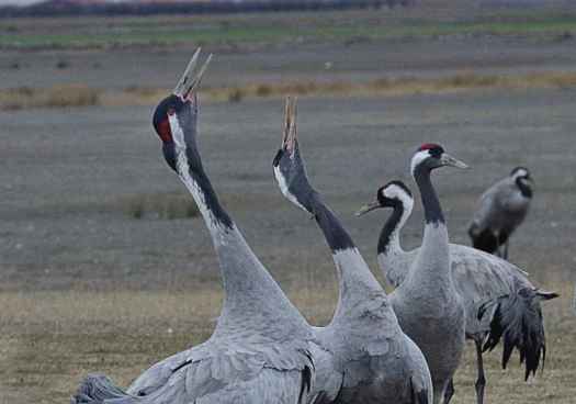 Dos casos de gripe aviar se detectaron en Soria en 2025 en aves silvestres