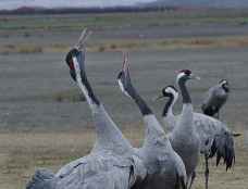 Dos casos de gripe aviar se detectaron en Soria en 2025 en aves silvestres