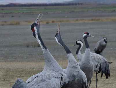 Dos casos de gripe aviar se detectaron en Soria en 2025 en aves silvestres
