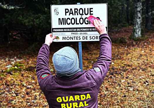 El Parque Micológico Montes de Soria concede permisos de recolección para 2026