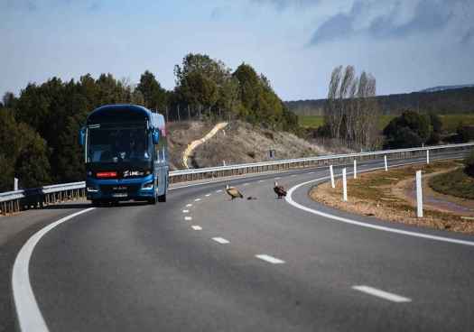 Dos buitres buscan comida en la autovía del Duero soriana