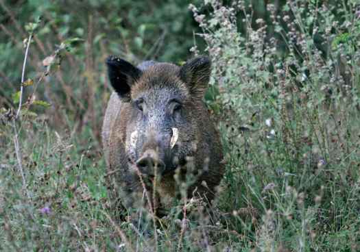 Curso gratuito, en Castillejo de Robledo, sobre organización y seguridad en monterías
