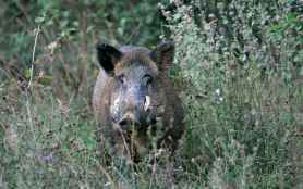 Curso gratuito, en Castillejo de Robledo, sobre organización y seguridad en monterías