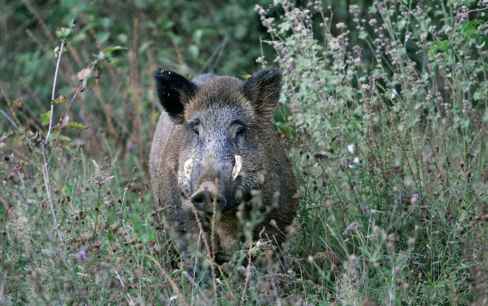 Curso gratuito, en Castillejo de Robledo, sobre organización y seguridad en monterías