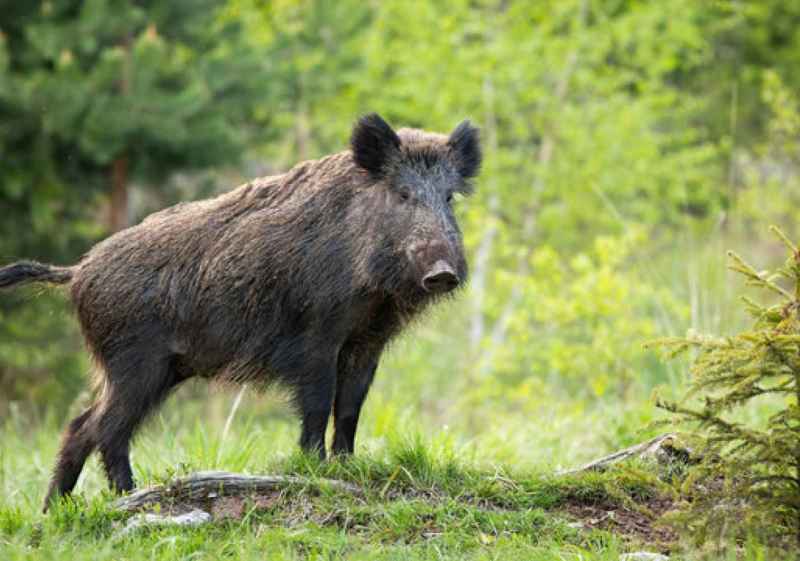 La Junta prolonga monterías y ganchos para reducir población de jabalíes en Comunidad