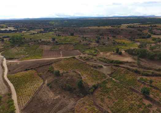 Dominio de Atauta consolida su propuesta enoturística en vertiente soriana de Ribera del Duero