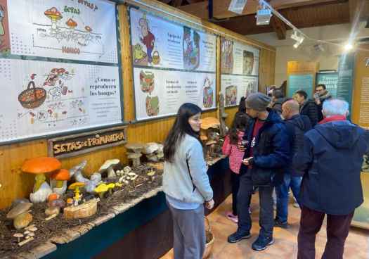 Las III Jornadas del Marzuelo de Navaleno estrenan la primavera micológica