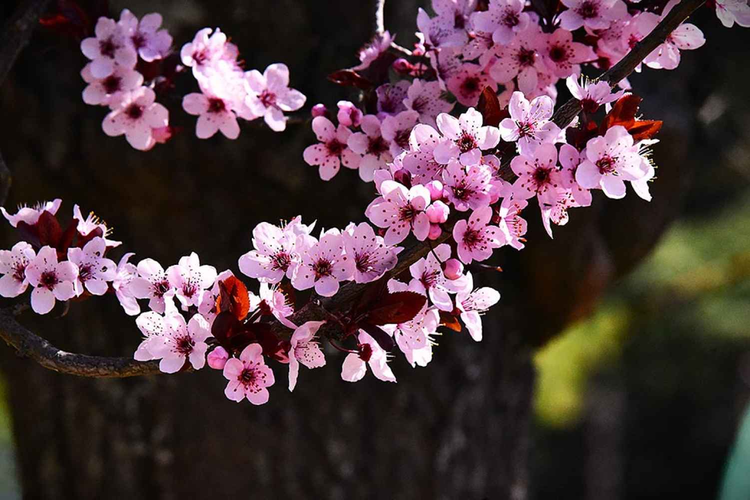 Y la primavera llena a Soria de color