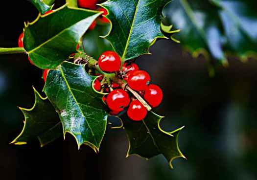 Una empresa soriana realizará tratamientos selvícolas en acebal de Garagüeta