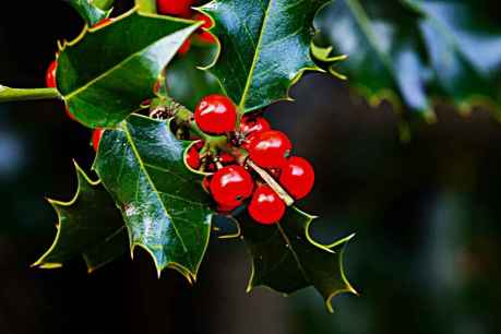 Una empresa soriana realizará tratamientos selvícolas en acebal de Garagüeta