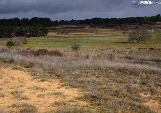 Hacienda saca a subasta 30 fincas rústicas en Berlanga de Duero 