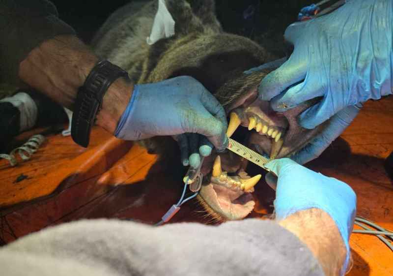 Un estudio avanza en identificación del comportamiento animal a partir de marcaje de oso pardo