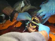 Un estudio avanza en identificación del comportamiento animal a partir de marcaje de oso pardo