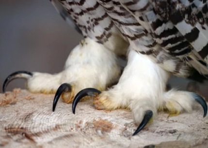 Detenidos dos vecinos de Pamplona por un delito contra la flora y fauna en Soria