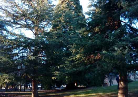 Soria alberga ejemplares de sequoyas en la Dehesa y el Castillo