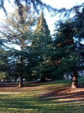 Soria alberga ejemplares de sequoyas en la Dehesa y el Castillo