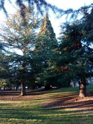 Soria alberga ejemplares de sequoyas en la Dehesa y el Castillo