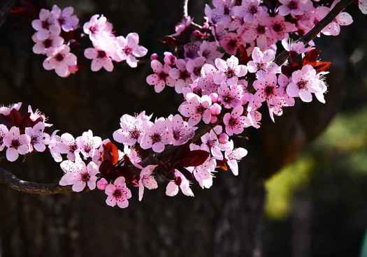 Y la primavera llena a Soria de color