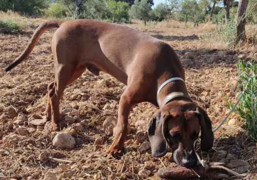 La Escuela Española de Caza presenta su calendario de cursos para 2026
