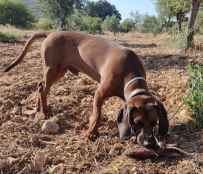 La Escuela Española de Caza presenta su calendario de cursos para 2026