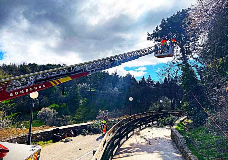 Reabierto acceso principal al Castillo, tras retirada de árbol
