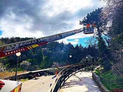 Reabierto acceso principal al Castillo, tras retirada de árbol