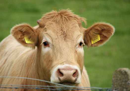 La Junta prorroga medidas de prevención frente a la Dermatosis Nodular Contagiosa 