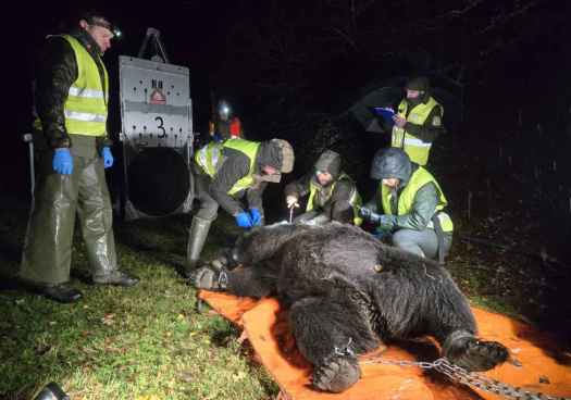 El calor limita movimiento del oso pardo cantábrico, según estudio científico