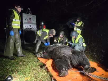 El calor limita movimiento del oso pardo cantábrico, según estudio científico