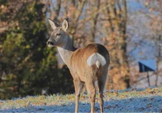 La población de corzo se dispara hasta los 900.000 ejemplares en España