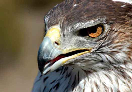 La población reproductora de águila perdicera se localiza en 17 territorios de Castilla y León