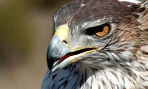 La población reproductora de águila perdicera se localiza en 17 territorios de Castilla y León