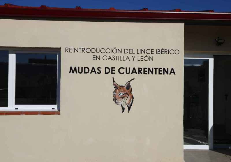 Nuevas infraestructuras para reforzar reintroducción del lince ibérico en Castilla y León 