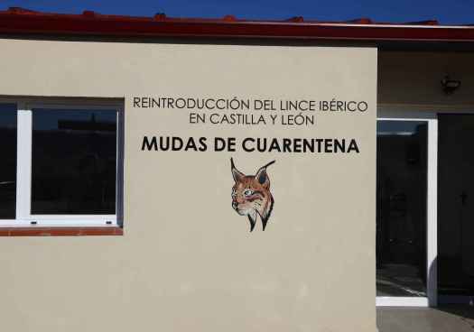 Nuevas infraestructuras para reforzar reintroducción del lince ibérico en Castilla y León 