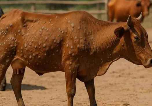 La Junta traslada al MAPA postura común de Castilla y León para responder a DNC