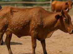 La Junta traslada al MAPA postura común de Castilla y León para responder a DNC