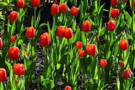 Lectura de manifiesto reivindicativo en Soria sobre el Parkinson