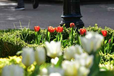 Tulipanes en la Dehesa de Soria, en el Día Mundial del Parkinson