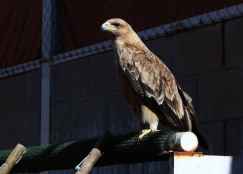 La Junta refuerza atención a fauna silvestre tras aumentar ingresos en centros de recuperación