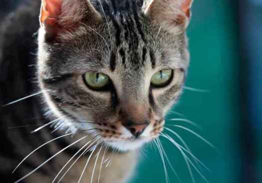 Diputación convoca ayudas para controlar colonias de gatos en pueblos